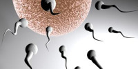 spermiogram